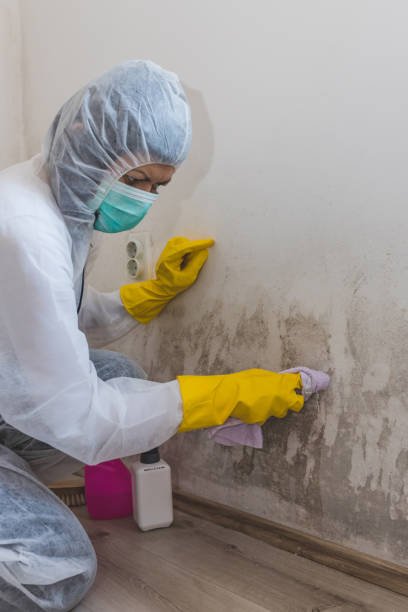 Best Post-Construction Mold Inspection  in El Centro, CA