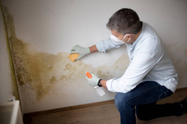 Best Mold Prevention Services  in El Centro, CA