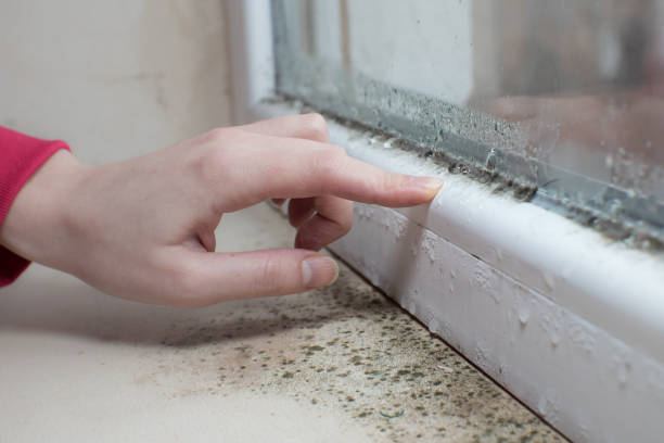 Best Airborne Mold Testing  in El Centro, CA