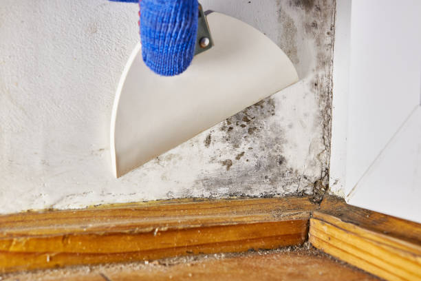 Best Comprehensive Air Testing for Mold Contaminants  in El Centro, CA